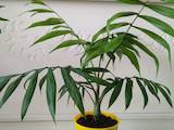 Домашние растения Пальмы, цена 300 Грн., Фото