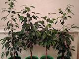 Домашние растения Фикусы, цена 400 Грн., Фото