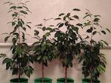 Домашні рослини Фікуси, ціна 400 Грн., Фото