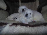 Собаки, щенки Польская подхаланская овчарка, цена 11000 Грн., Фото