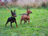 Собаки, щенята Карликовий пінчер, ціна 8000 Грн., Фото