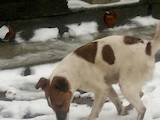 Собаки, щенята Гладкошерста фокстер'єр, ціна 5000 Грн., Фото