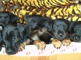 Собаки, щенки Ягдтерьер, цена 3000 Грн., Фото