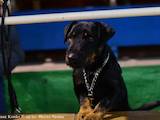 Собаки, щенята Ягдтер'єр, ціна 3000 Грн., Фото