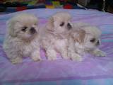 Собаки, щенки Пекинес, цена 2500 Грн., Фото
