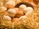 Продовольствие Яйца, цена 25 Грн., Фото
