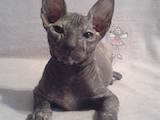 Кошки, котята Донской сфинкс, цена 2800 Грн., Фото