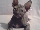 Кішки, кошенята Донський сфінкс, ціна 2800 Грн., Фото
