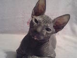 Кішки, кошенята Донський сфінкс, ціна 2800 Грн., Фото