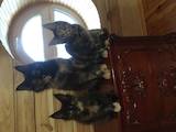 Кішки, кошенята Мейн-кун, ціна 11500 Грн., Фото