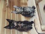 Кішки, кошенята Мейн-кун, ціна 11500 Грн., Фото