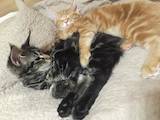 Кошки, котята Мэйн-кун, цена 11500 Грн., Фото