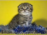 Кішки, кошенята Шотландська висловуха, ціна 7000 Грн., Фото