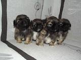 Собаки, щенки Пекинес, цена 1500 Грн., Фото