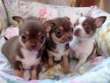 Собаки, щенки Чихуа-хуа, цена 9000 Грн., Фото