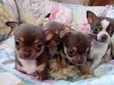 Собаки, щенки Чихуа-хуа, цена 14000 Грн., Фото