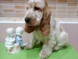 Собаки, щенята Англійський коккер, ціна 14500 Грн., Фото