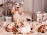 Собаки, щенки Английский коккер, цена 14500 Грн., Фото