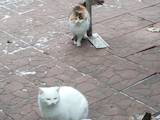 Кішки, кошенята Невідома порода, ціна 1 Грн., Фото