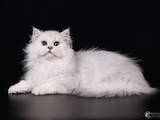 Кошки, котята Британская длинношёрстная, цена 10000 Грн., Фото