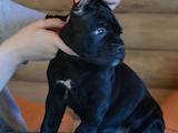 Собаки, щенята Кане Корсо, ціна 10000 Грн., Фото