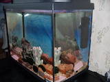 Рибки, акваріуми Акваріуми і устаткування, ціна 1500 Грн., Фото