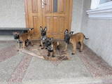 Собаки, щенки Бельгийская овчарка (Малинуа), цена 3300 Грн., Фото