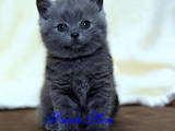 Кішки, кошенята Британська короткошерста, ціна 4000 Грн., Фото