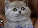 Кошки, котята Шотландская короткошерстная, цена 4000 Грн., Фото