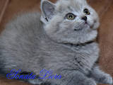 Кішки, кошенята Шотландська короткошерста, ціна 4000 Грн., Фото