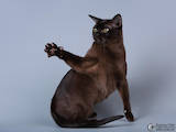 Кошки, котята Бурма, цена 27000 Грн., Фото