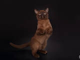 Кошки, котята Бурма, цена 27000 Грн., Фото
