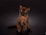 Кішки, кошенята Бурма, ціна 27000 Грн., Фото