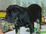 Собаки, щенки Мальоркский бульдог (Ка Де Бо), цена 20000 Грн., Фото