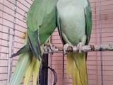 Папуги й птахи Папуги, ціна 24000 Грн., Фото