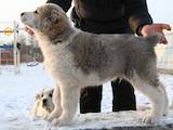 Собаки, щенята Середньоазіатська вівчарка, ціна 7000 Грн., Фото