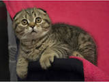 Кішки, кошенята Шотландська висловуха, ціна 6500 Грн., Фото