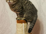 Кошки, котята Шотландская вислоухая, цена 6500 Грн., Фото