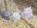 Кішки, кошенята Британська короткошерста, ціна 1600 Грн., Фото