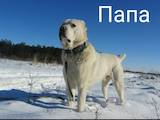 Собаки, щенята Середньоазіатська вівчарка, ціна 3500 Грн., Фото