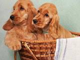 Собаки, щенки Английский коккер, цена 14000 Грн., Фото