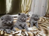 Кішки, кошенята Шотландська висловуха, ціна 1200 Грн., Фото