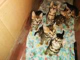 Кошки, котята Бенгальская, цена 5000 Грн., Фото