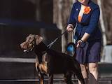 Собаки, щенята Доберман, ціна 15000 Грн., Фото
