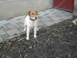 Собаки, щенята Гладкошерста фокстер'єр, ціна 2000 Грн., Фото