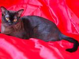 Кошки, котята Бурма, цена 15000 Грн., Фото