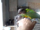 Папуги й птахи Папуги, ціна 7000 Грн., Фото