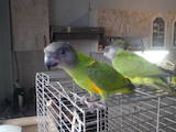 Папуги й птахи Папуги, ціна 7000 Грн., Фото