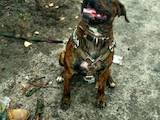 Собаки, щенки Американский стаффордширский терьер, цена 1 Грн., Фото