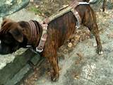 Собаки, щенята Американський стаффордширський тер'єр, ціна 1 Грн., Фото